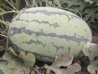 ʵأϹࣩ