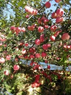 ʹð1