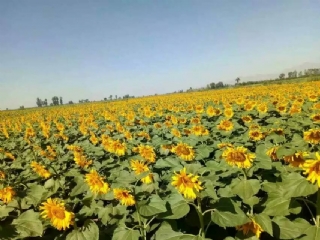ʵأũ2