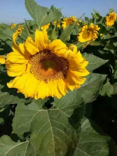 ʵأũ3